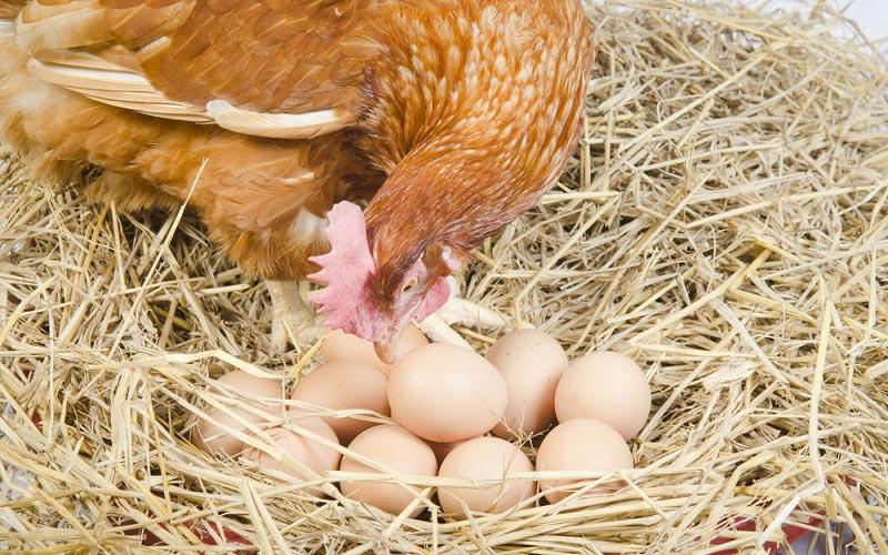 خواص تخم مرغ محلی